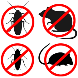 Comment éloigner les rats, souris et cafards